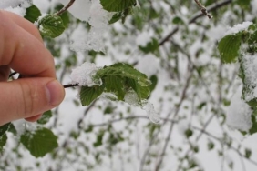 Turkiyede Zirai Don Tarimi Vurdu