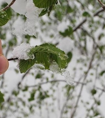 Turkiyede Zirai Don Tarimi Vurdu