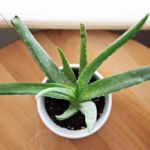 Ahşap zemin üzerinde beyaz saksıda duran küçük bir aloe vera bitkisi