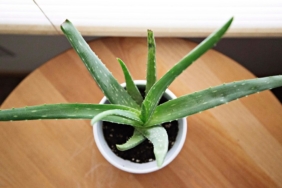 Ahşap zemin üzerinde beyaz saksıda duran küçük bir aloe vera bitkisi