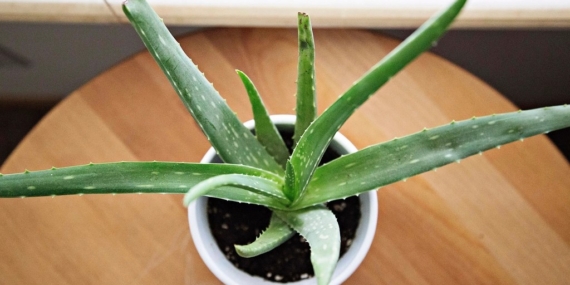 Ahşap zemin üzerinde beyaz saksıda duran küçük bir aloe vera bitkisi