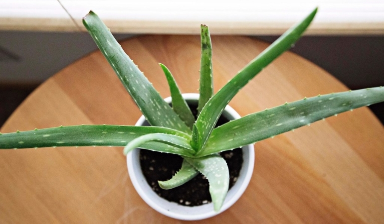 Ahşap zemin üzerinde beyaz saksıda duran küçük bir aloe vera bitkisi