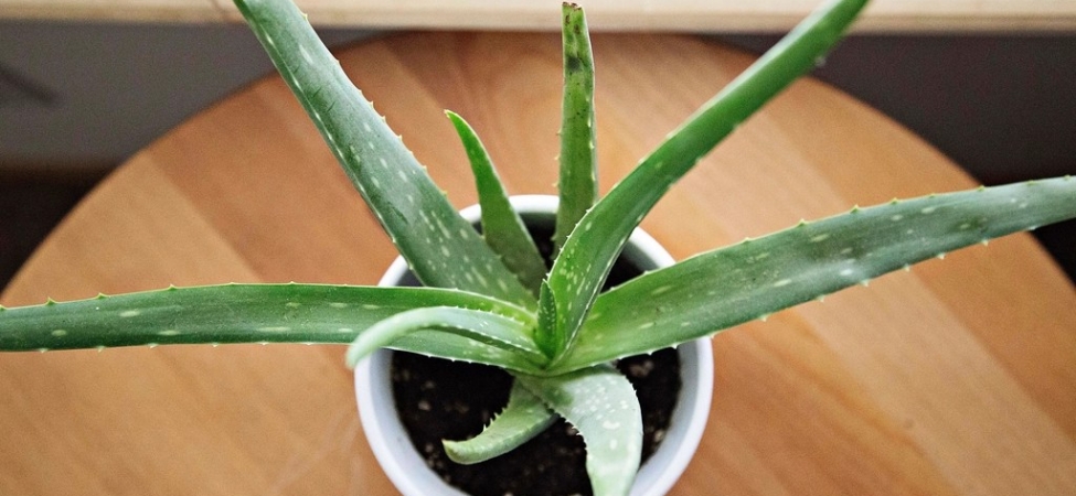 Ahşap zemin üzerinde beyaz saksıda duran küçük bir aloe vera bitkisi