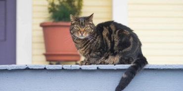 Pencere kenarında saksı bitkisinin yanında oturan tekir bir kedi