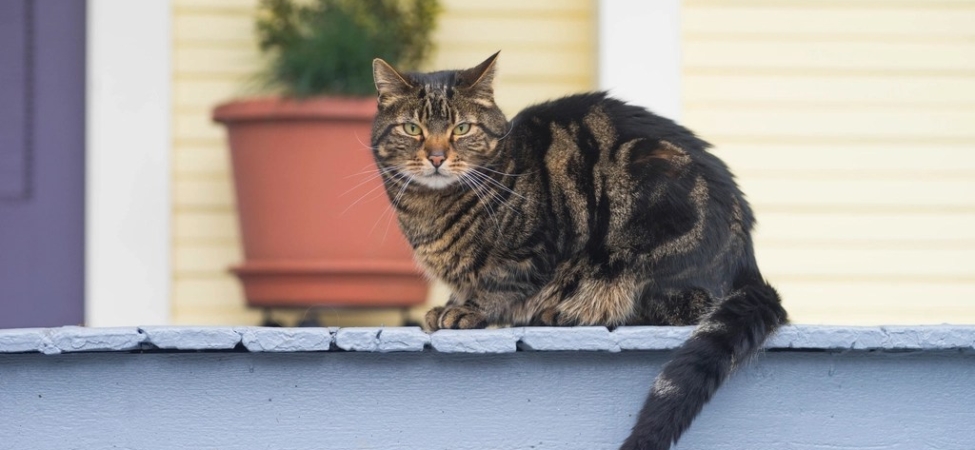 Pencere kenarında saksı bitkisinin yanında oturan tekir bir kedi
