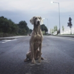 Boş bir asfalt yolun ortasında arkası dönük oturan bir köpek