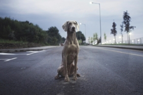 Boş bir asfalt yolun ortasında arkası dönük oturan bir köpek