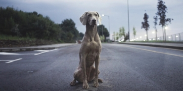 Boş bir asfalt yolun ortasında arkası dönük oturan bir köpek