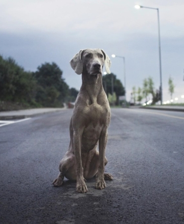 Boş bir asfalt yolun ortasında arkası dönük oturan bir köpek