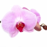 Pembe beyaz Phalaenopsis orkide çiçeği