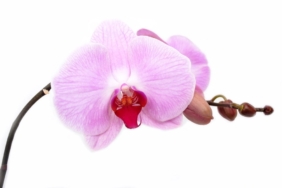 Pembe beyaz Phalaenopsis orkide çiçeği