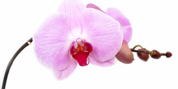 Pembe beyaz Phalaenopsis orkide çiçeği