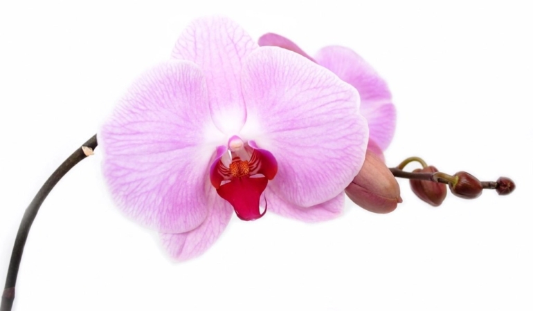 Pembe beyaz Phalaenopsis orkide çiçeği