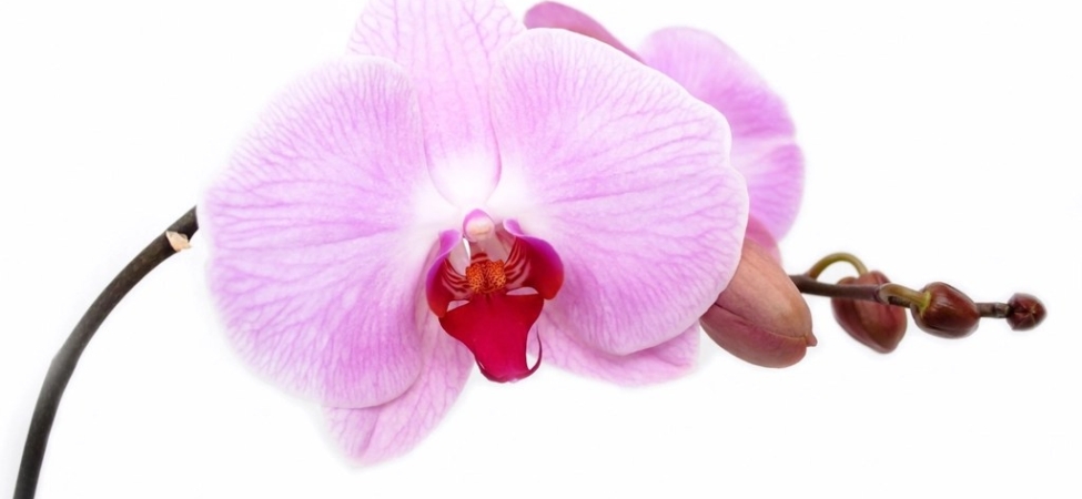 Pembe beyaz Phalaenopsis orkide çiçeği